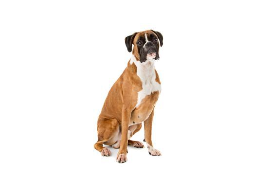 Boxer